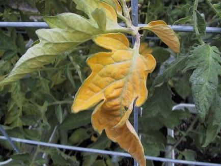 Що робити, коли жовтіє листя у помідорів