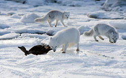 Ce mănâncă vulpea arctică în sălbăticie, totul despre animale