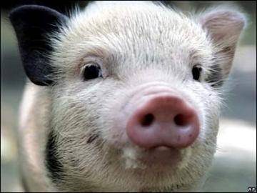 Ce trebuie să știți dacă veți începe un porc ... - Clubul iubitorilor de porci