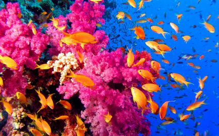 Ce să prezinte pentru tradițiile de nuntă de corali