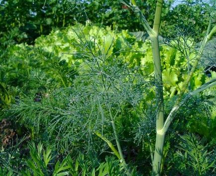 Ce să puneți după usturoi în iulie (puteți căpșuni, varză, daikon etc.)