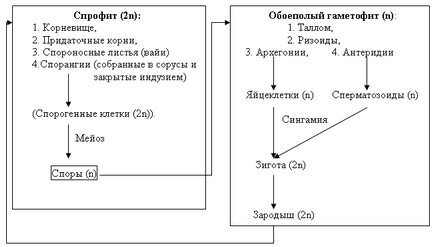 Ciclul de dezvoltare a plantelor chinezești pe baza unui model de clovn