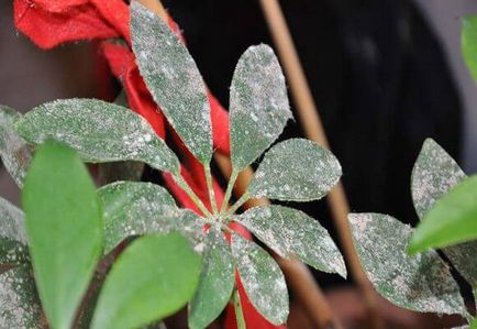 Scheffler virág ellátás az otthoni és átadása fotók és videó