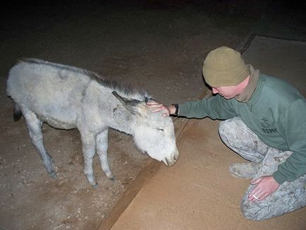 Dă-mi o laba, un prieten de 20 de imagini atingeți de soldați și animalele lor de companie credincioși