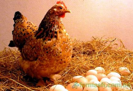 Дефекти курячих яєць