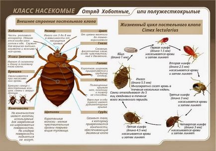 Dezinfectarea de apartamente de la bug-uri de servicii și independent