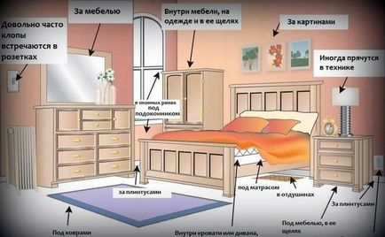 Dezinfectarea de apartamente de la bug-uri de servicii și independent