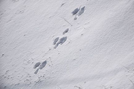 Hosszú távú előrejelzés 2016. december természet, a társadalom, érveket és tényeket