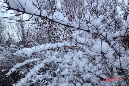 Hosszú távú előrejelzés 2016. december természet, a társadalom, érveket és tényeket