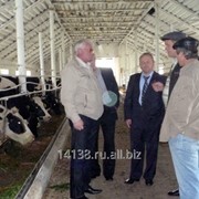 Păsări de curte și bovine din regiunea Stavropol - prețuri, poze, recenzii, cumpara