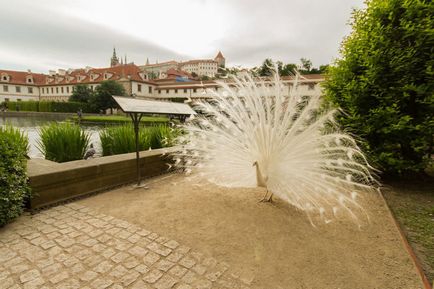 Vizitarea obiectivelor în grădina din Praga Valdstein