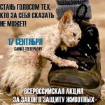 Prieteni, și la urma urmei este pepinieră veche din Petersburg de pisici din Siberia