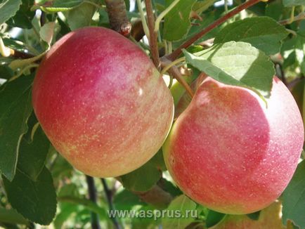 Eficacitatea aplicării irigării prin picurare și a pansamentului în livezi de mere, în