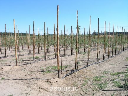 Ефективність застосування системи крапельного зрошення та листових підгодівлі в яблуневих садах, в