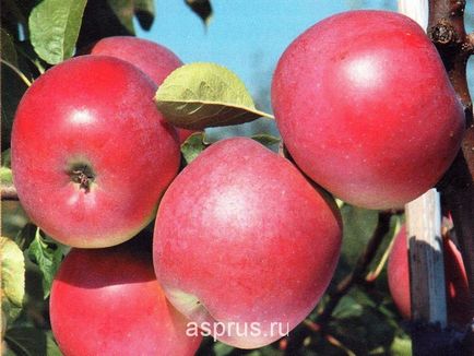 Ефективність застосування системи крапельного зрошення та листових підгодівлі в яблуневих садах, в