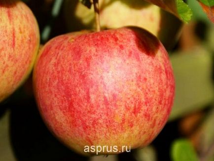 Eficacitatea aplicării irigării prin picurare și a pansamentului în livezi de mere, în