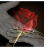 Ulei esential de trandafir - afrodisiac regal