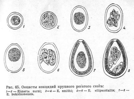 Eimerioza bovinelor