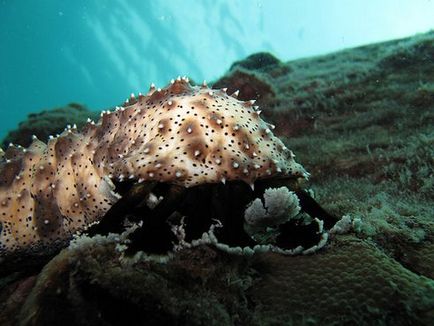 Excrementele de castravete marine vor ajuta la salvarea recifelor de corali - digerarea ecologică