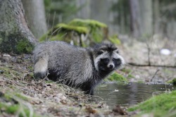 A nyestkutya is jobb, mint egy kutya fajta leírását, árát, fotó