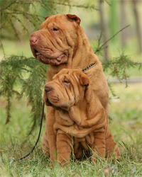 Mindenkinek tudnia kell - sharpei kennel kotmarian