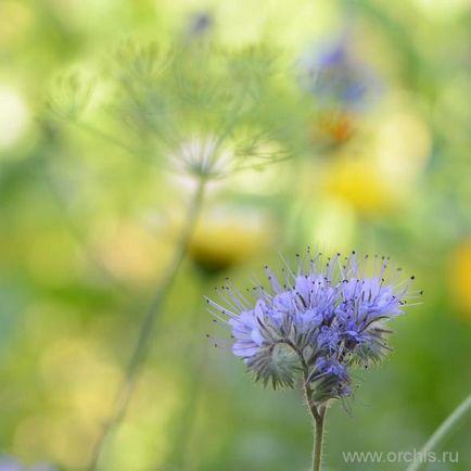 Descrierea plantei Phacelia, plantare și îngrijire, varietăți, dăunători, fotografie