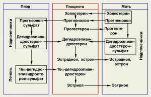 Sistemul fetoplacental