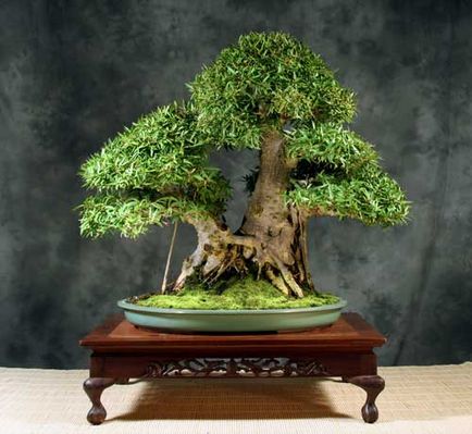 Ficus bonsai de îngrijire la domiciliu și fotografii