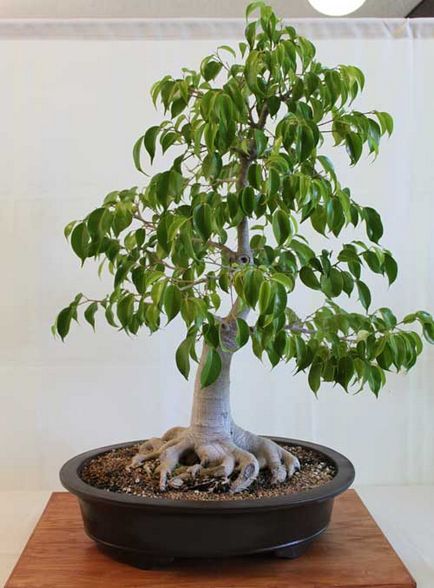 Ficus bonsai de îngrijire la domiciliu și fotografii