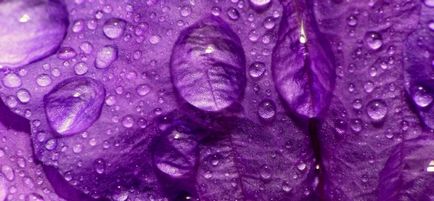Culoarea purpurie - magia blanii