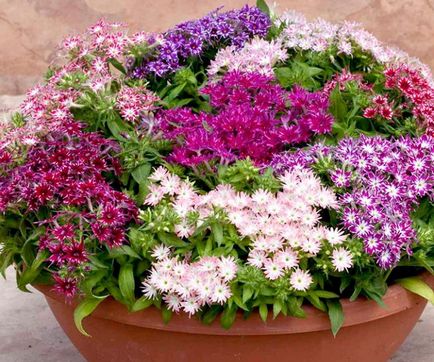 Phlox Drummond - plantarea și îngrijirea în grădina de flori ()