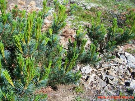 Flora și fauna din Kamchatka