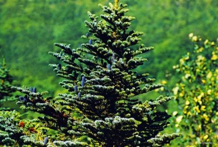 Flora și fauna din Kamchatka