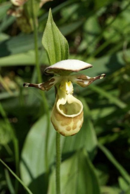 Flora și fauna din Kamchatka