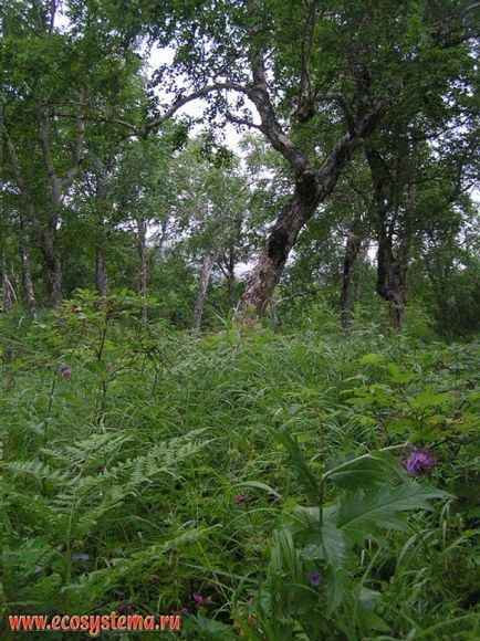 Flora și fauna din Kamchatka