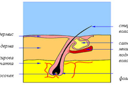 Folliculitis okai, tünetei és kezelése