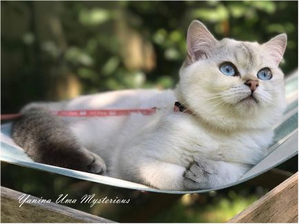 Fotografie a pisicilor malibu britanic misterios de la misterios grădina din Moscova