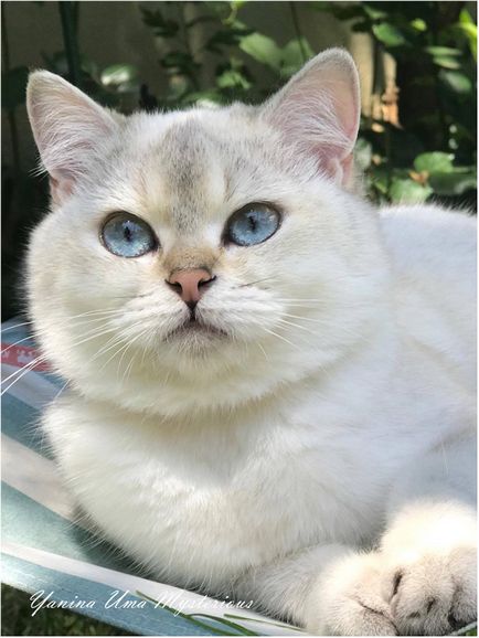 Fotografie a pisicilor malibu britanic misterios de la misterios grădina din Moscova