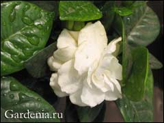 Gardenia iasomie