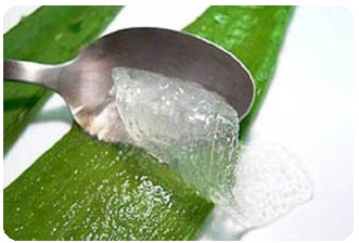 Aloe vera gél terápiás tulajdonságait, alkalmazás (hit) Aloe vera gél terápiás tulajdonságait, a használata