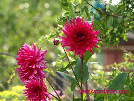 Dahlias - îngrijire - Cabană vieneză