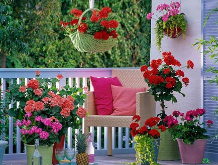 Geranium pe balcon