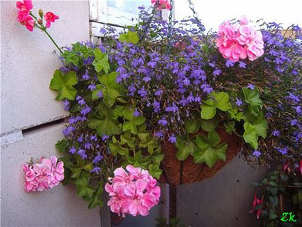 Geranium pe balcon