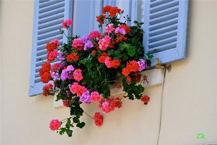 Geranium pe balcon