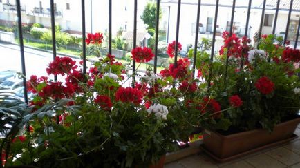 Geranium pe balcon 5 motive pentru înflorire rapidă