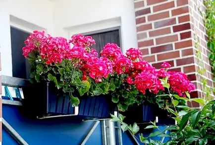 Geranium pe balcon 5 motive pentru înflorire rapidă