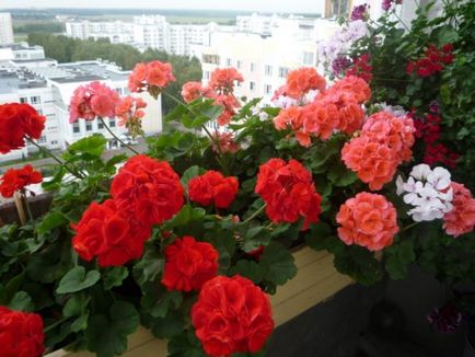 Geranium pe balcon 5 motive pentru înflorire rapidă