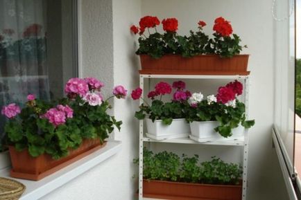 Geranium pe balcon 5 motive pentru înflorire rapidă