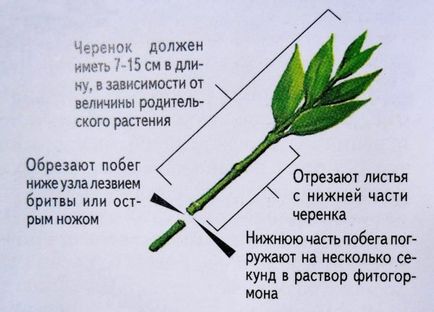 Герань на балконі 5 причин бурхливого цвітіння