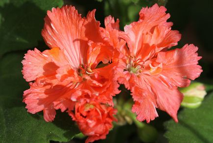Geranium - îngrijire, tăiere și reproducere a florilor la domiciliu